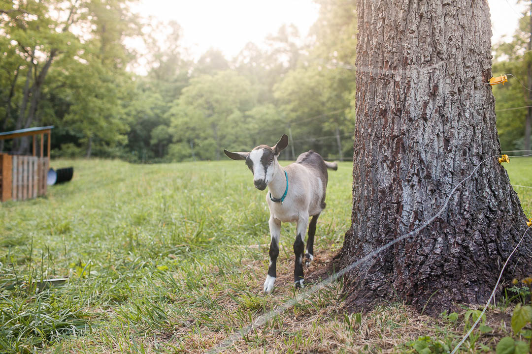 alpine goat for sale standing by a tree