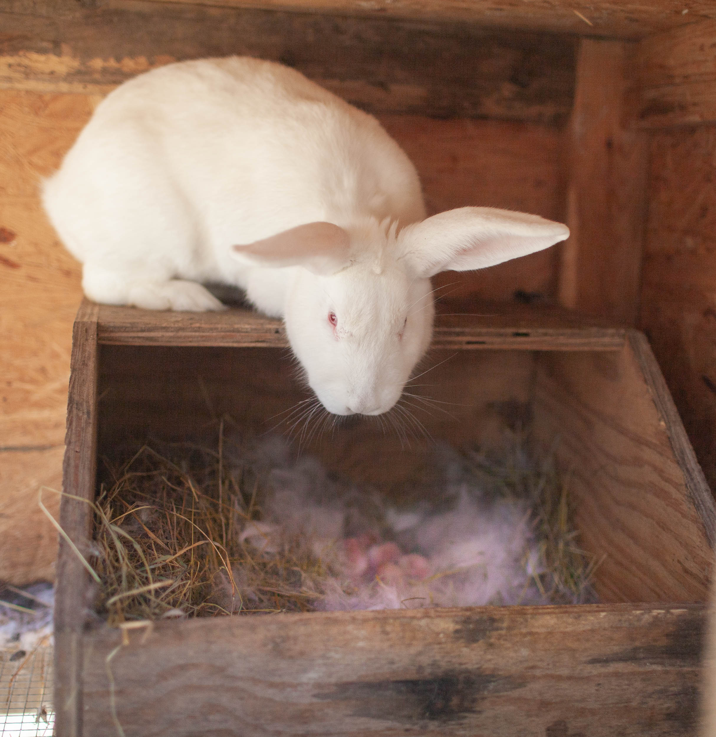 Mother rabbit looking down at her new zealand rabbit kits