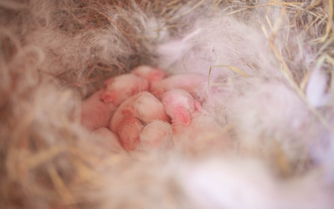 New Zealand Rabbit Kits At Last!