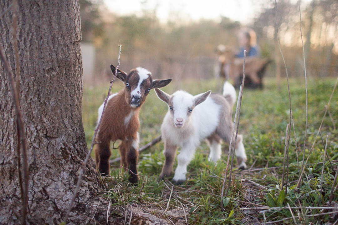 two baby goats for sale looking curiously at camera