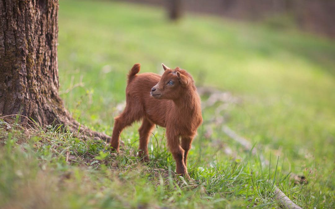 Nigerian Dwarf Buckling S6