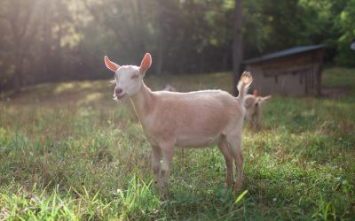 Mini Alpine Doeling “Charolais” (S10)