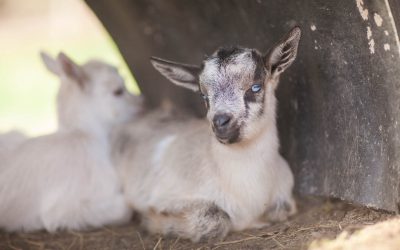 Mini Alpine Doeling “Daylily” (S2)