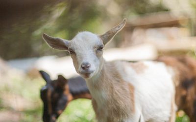 Nigerian Dwarf Doeling “Sage”