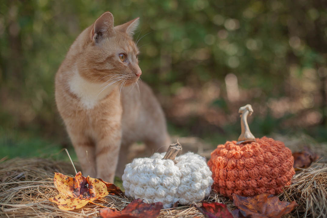 Two crocheted pumpkins on leaves